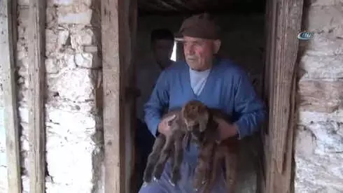 Beşiz Doğuran Sarı Kız ve Bir Oğlağı Doğumdan Sonra Telef Oldu Beşiz Doğuran Sarı Kız ve Bir Oğlağı Doğumdan Sonra Telef Oldu