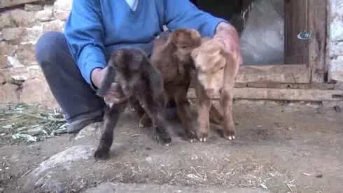 Beşiz Doğuran Sarı Kız ve Bir Oğlağı Doğumdan Sonra Telef Oldu Beşiz Doğuran Sarı Kız ve Bir Oğlağı Doğumdan Sonra Telef Oldu