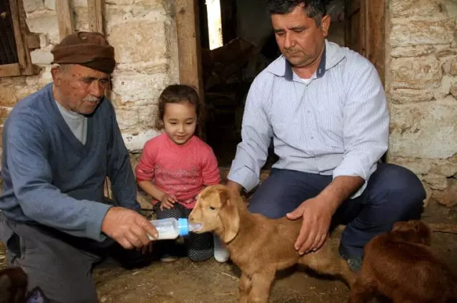 Beşiz Doğuran 'Sarıkız' ve Bir Oğlağı Doğumdan Sonra Telef Oldu Beşiz Doğuran 'Sarıkız' ve Bir Oğlağı Doğumdan Sonra Telef Oldu