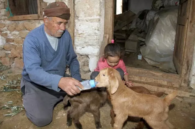 Beşiz Doğuran 'Sarıkız' ve Bir Oğlağı Doğumdan Sonra Telef Oldu Beşiz Doğuran 'Sarıkız' ve Bir Oğlağı Doğumdan Sonra Telef Oldu