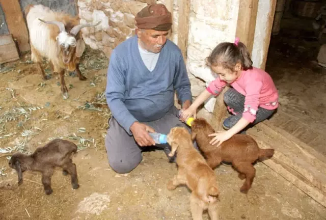 Beşiz Doğuran 'Sarıkız' ve Bir Oğlağı Doğumdan Sonra Telef Oldu Beşiz Doğuran 'Sarıkız' ve Bir Oğlağı Doğumdan Sonra Telef Oldu