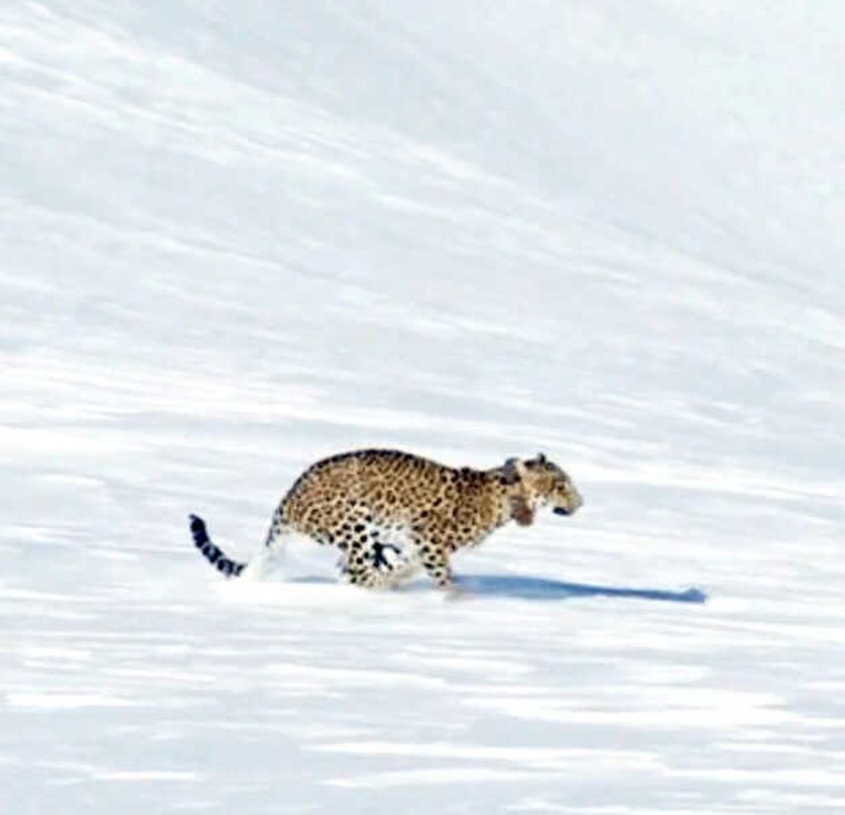 Putin'in Leoparı Ölü Bulundu