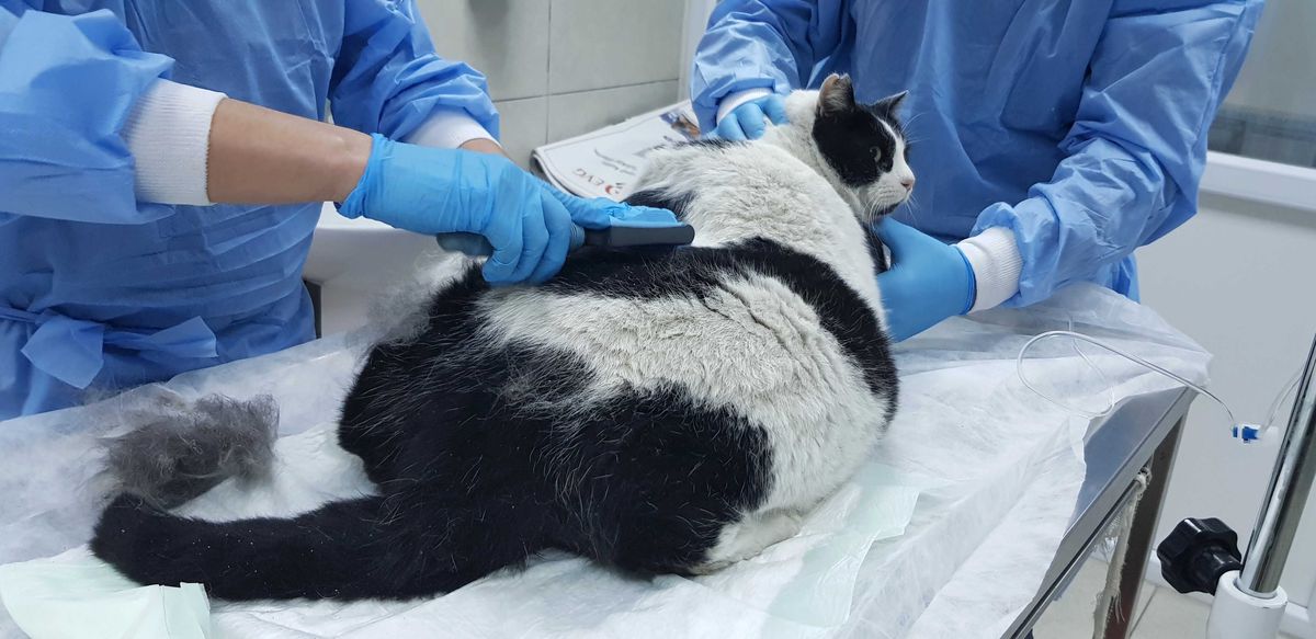 18 Kiloluk Obez Kedi Görenleri Hayrete Düşürdü