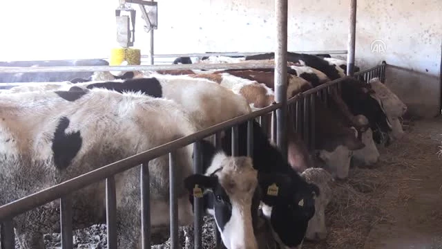 Çiğ Süt Fiyatları Üreticiyi Sevindirdi Haber