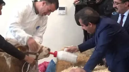 Buzağı Ölümleri Azalırsa, Türkiye Et İhraç Edebilecek Buzağı Ölümleri Azalırsa, Türkiye Et İhraç Edebilecek