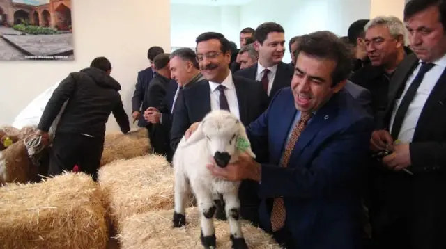 Buzağı Ölümleri Azalırsa, Türkiye Et İhraç Edebilecek Buzağı Ölümleri Azalırsa, Türkiye Et İhraç Edebilecek