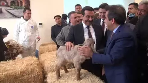 Buzağı Ölümleri Azalırsa, Türkiye Et İhraç Edebilecek Buzağı Ölümleri Azalırsa, Türkiye Et İhraç Edebilecek