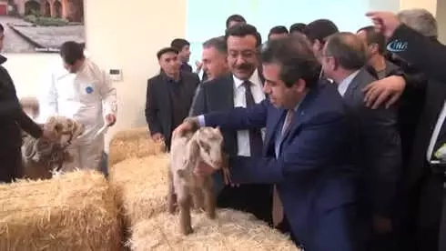 Buzağı Ölümleri Azalırsa, Türkiye Et İhraç Edebilecek Buzağı Ölümleri Azalırsa, Türkiye Et İhraç Edebilecek