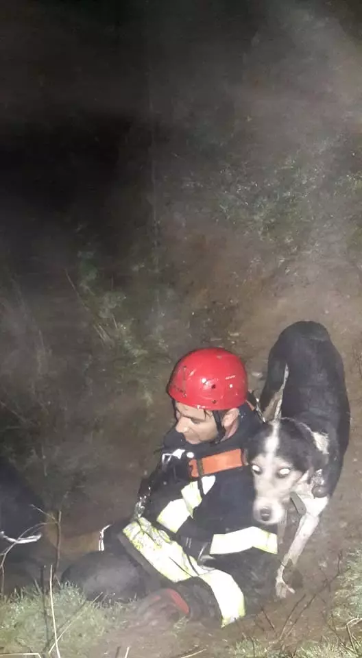 İtfaiyeden Gece Yarısı Köpek Kurtarma Operasyonu Haberler