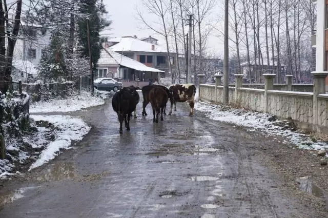 Samanlık Yangını Ahıra Sıçradı Samanlık Yangını Ahıra Sıçradı