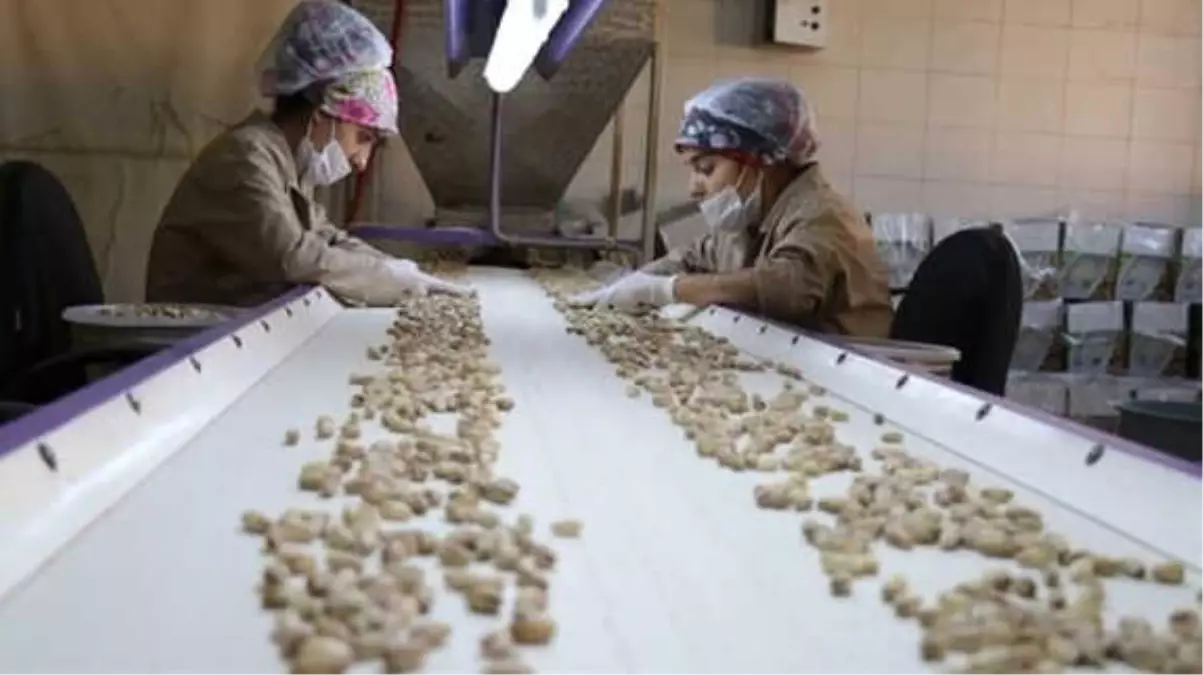 55 Liralık Antep Fıstığının Kilosu 122 Liraya Çıktı