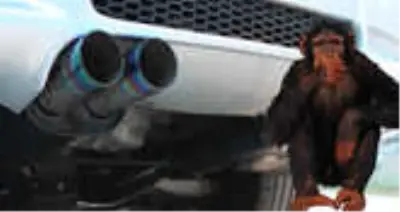 Alman Otomotiv Devlerinin, Maymunlara Egzoz Soluttuğu İddia Edildi Alman Otomotiv Devlerinin, Maymunlara Egzoz Soluttuğu İddia Edildi