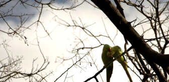 Yeşil Papağanların Sayısı İzmir'de Artıyor