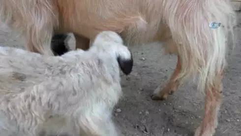 Annesinin Sütü Yetmeyen Kuzuları Keçi Sahiplendi Annesinin Sütü Yetmeyen Kuzuları Keçi Sahiplendi
