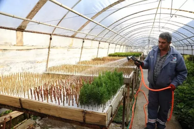 Kepez 2017'de 100 Bin Süs Bitkisi Üretti