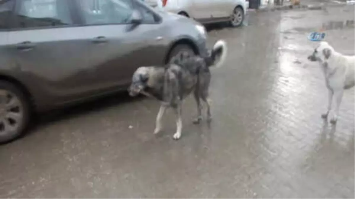 Malazgirt'te 'Kalbimiz Sokakta Atıyor' Projesi