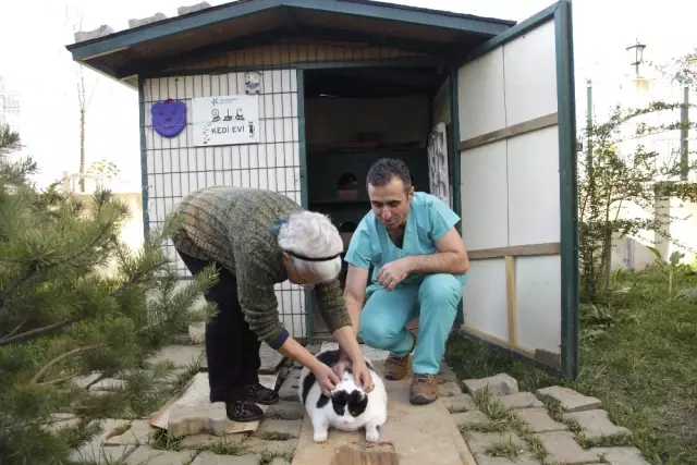 18 Kiloluk Kedi Tombalak'ı Zayıflatmak İçin Seferber