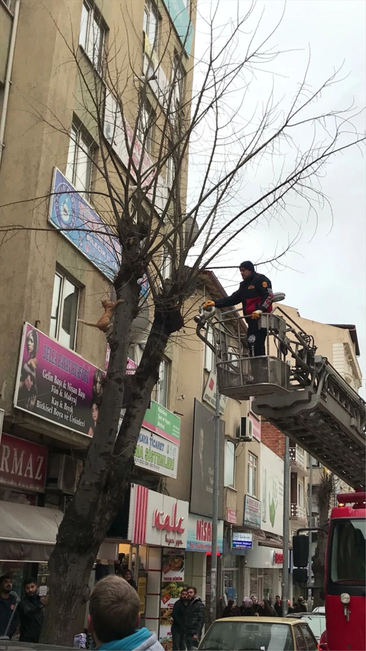 Ağaçta Mahsur Kalan Kedi Kurtarıldı Haberler