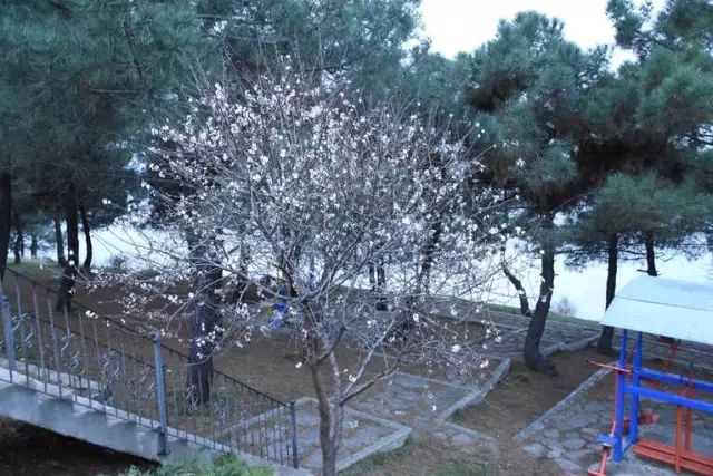 Şeftali Ağacı Şubat'ta Çiçek Açtı
