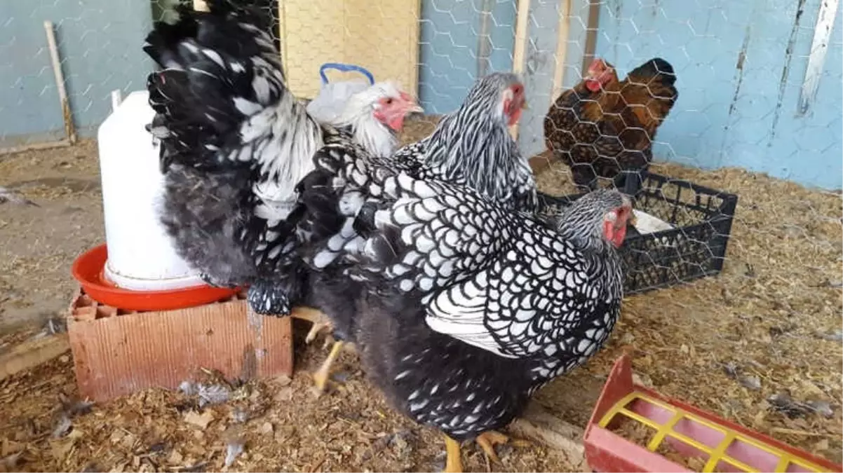 Hobi Olarak Yetiştirdiği 3 Bin Lira Değerindeki Süs Tavuk ve Horozları Çalındı
