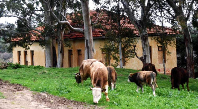 Kentsel Sit Alanındaki 600 Yıllık Köy Kaderine Terk Edildi