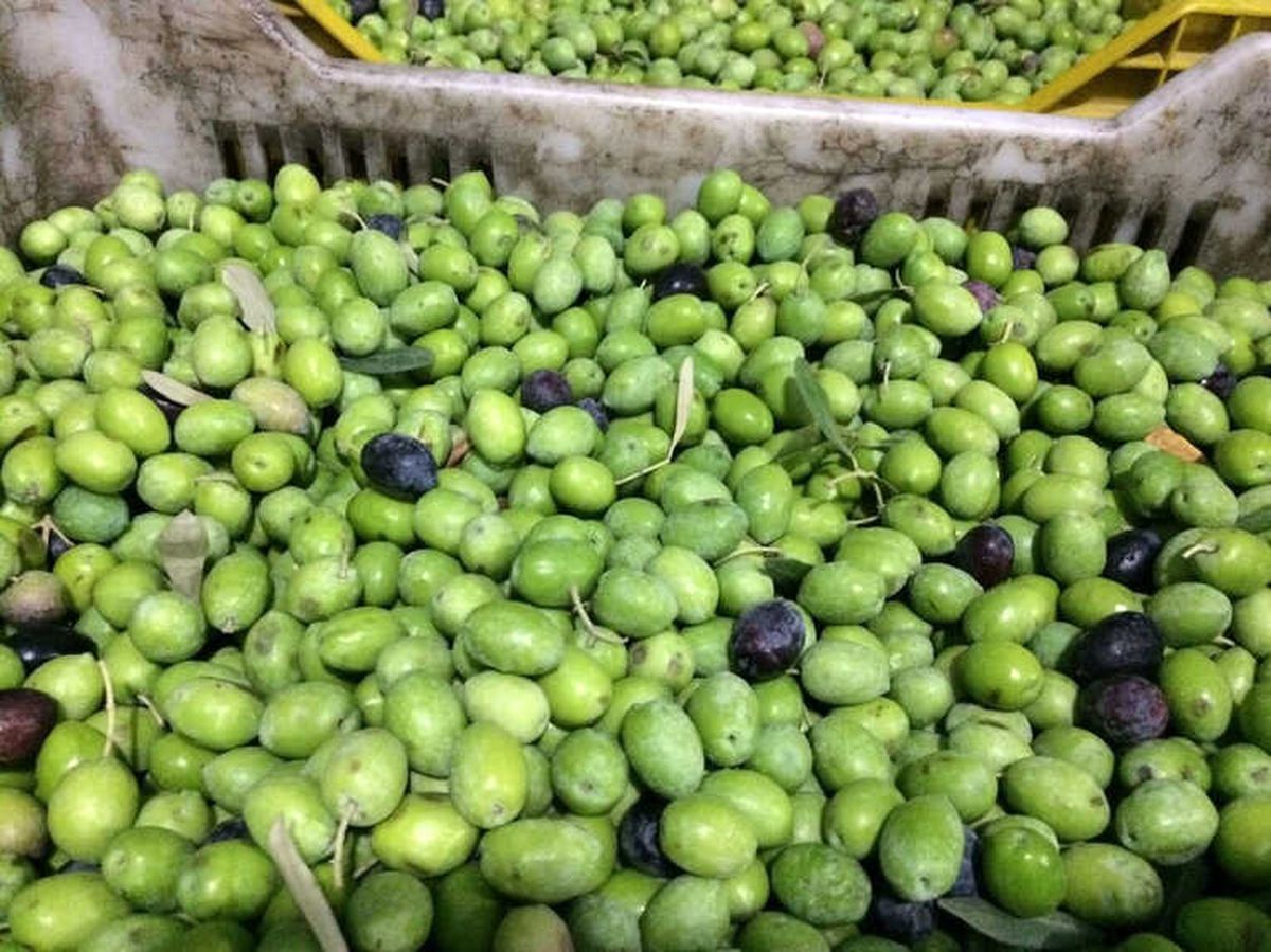 Mut'ta 367 Bin Ton Zeytin Rekoltesi Gerçekleşti