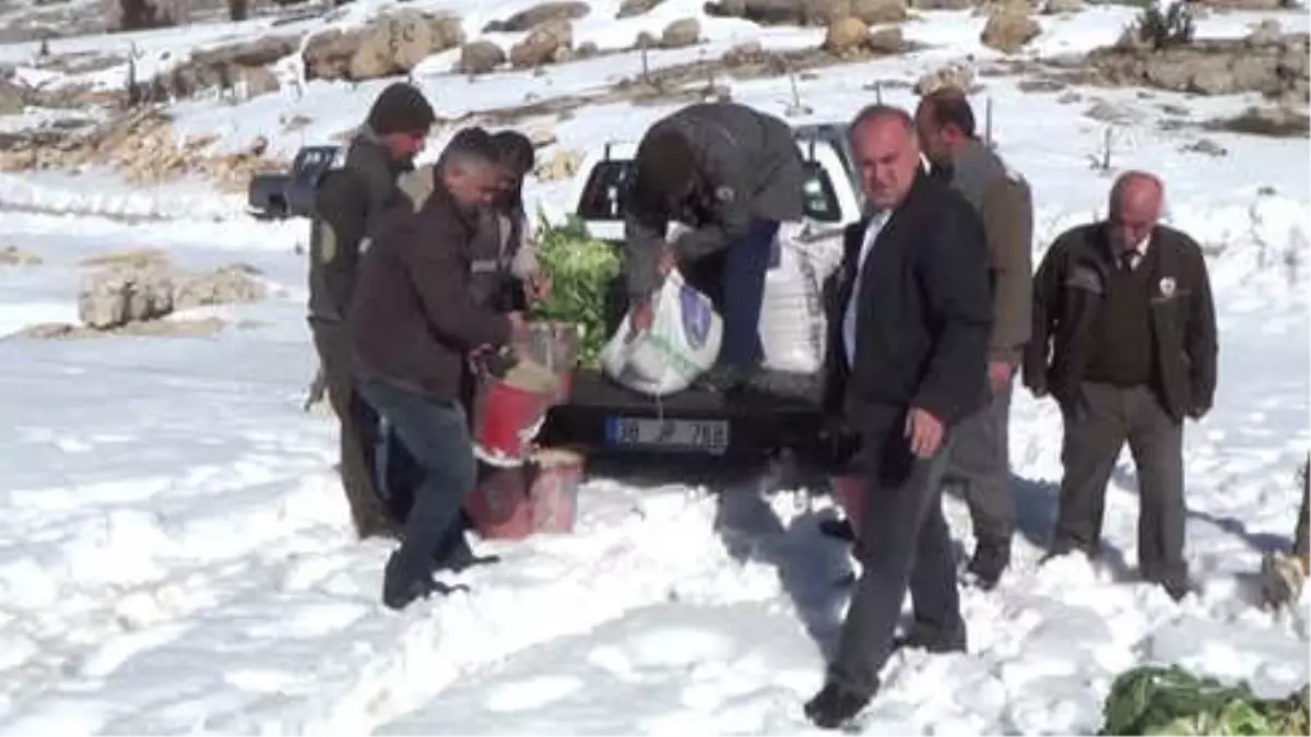 Erdemli'de Yaban Hayvanları İçin Yem Bırakıldı