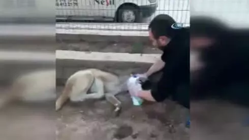 Zehirlenen Köpeğe Ayranlı Müdahale
