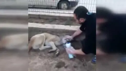 Zehirlenen Köpeğe Ayranlı Müdahale