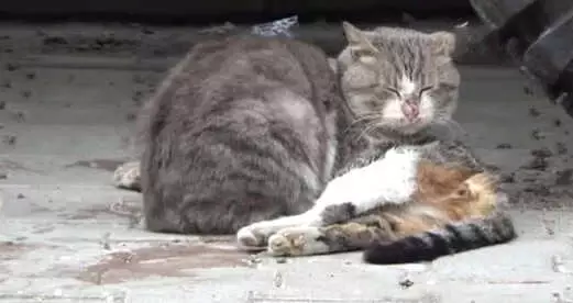 Çanakkale'de Erkek Kedi, Ölen Dişi Kedinin Başında Saatlerce Yas Tuttu Çanakkale'de Erkek Kedi, Ölen Dişi Kedinin Başında Saatlerce Yas Tuttu