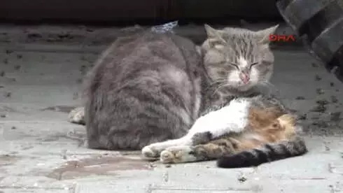 Çanakkale'de Erkek Kedi, Ölen Dişi Kedinin Başında Saatlerce Yas Tuttu Çanakkale'de Erkek Kedi, Ölen Dişi Kedinin Başında Saatlerce Yas Tuttu