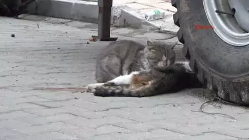 Çanakkale'de Erkek Kedi, Ölen Dişi Kedinin Başında Saatlerce Yas Tuttu Çanakkale'de Erkek Kedi, Ölen Dişi Kedinin Başında Saatlerce Yas Tuttu