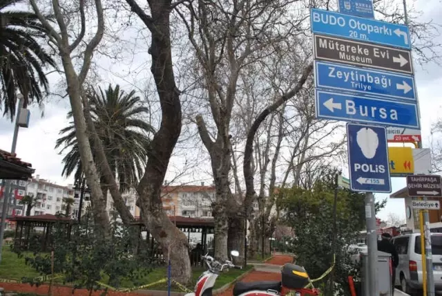 Kuruyan Dev Ağaçlar Tehlike Saçıyor