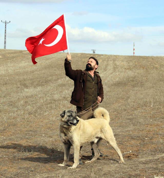 Kangal Köpekleri Zeytin Dalı Harekatı'na Hazır