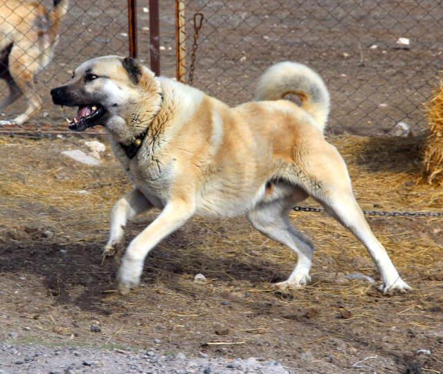 Kangal Köpekleri Zeytin Dalı Harekatı'na Hazır