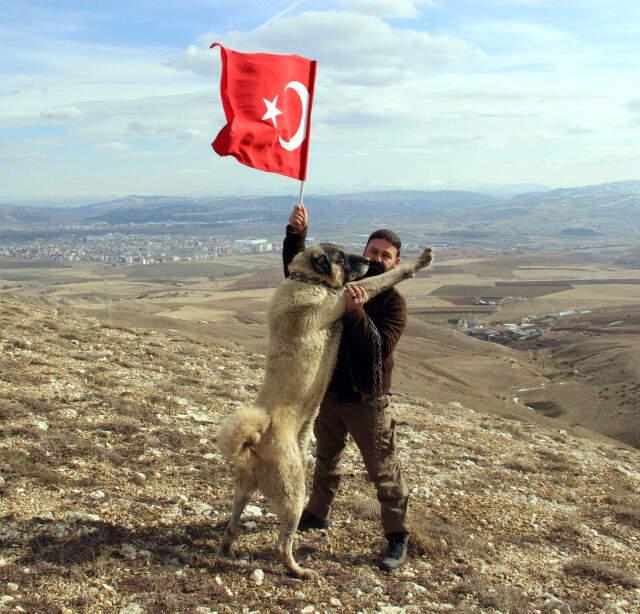 Kangal Köpekleri Zeytin Dalı Harekatı'na Hazır