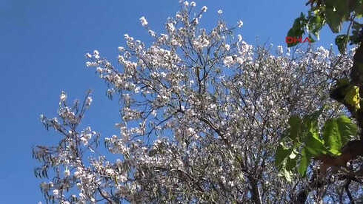 Mersin-Anamur'da Ağaçlar Çiçek Açtı