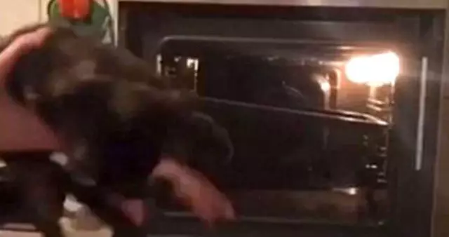 Vahşet! Arkadaşlarını Eğlendirmek İçin Kediyi Fırına Atıp Öldürdü