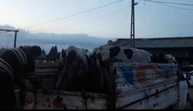 Çalınan 3 Hollanda İneği, Kasapta Kesilmek Üzereyken Bulundu
