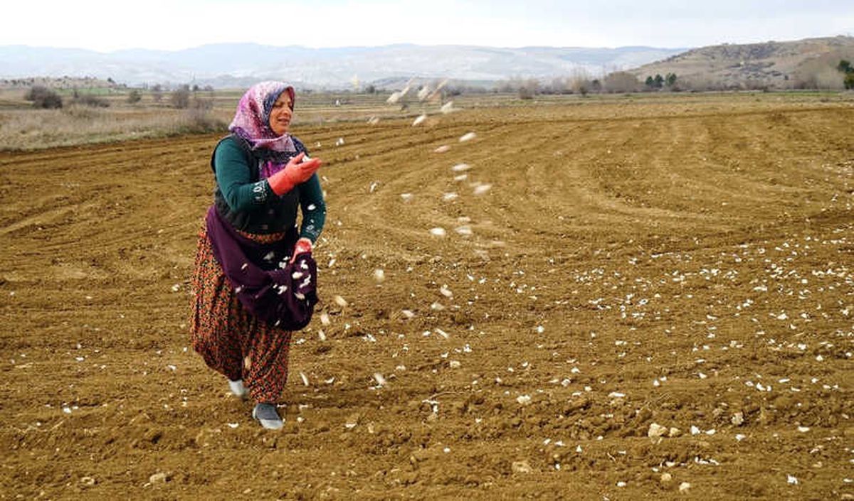'Beyaz Altın'ın Ekimi Başladı