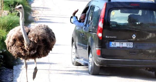 Bodrum Yollarındaki Deve Kuşları Bihter ve Behlül, Sürücüleri Şaşkına Çevirdi