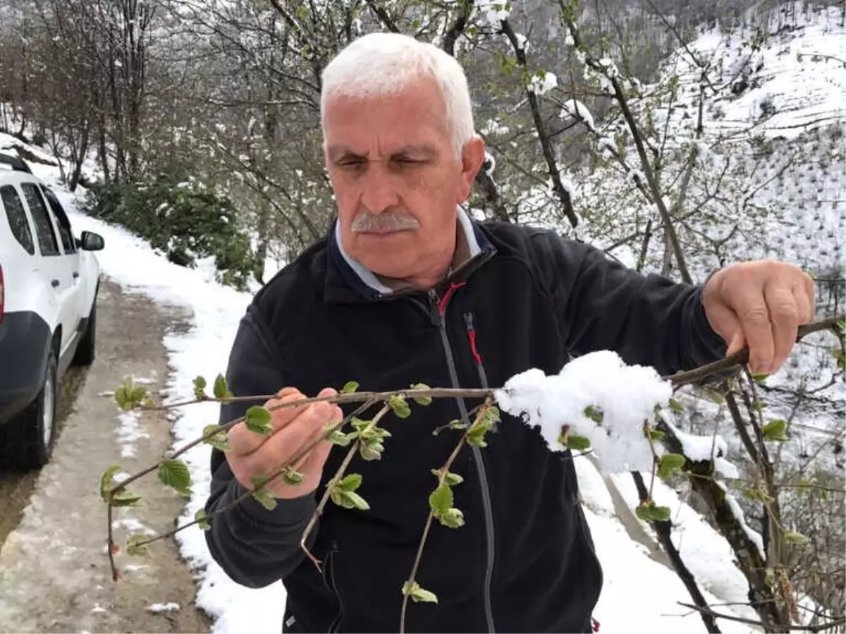 Şahin: 'Her Kar Yağdığında Fındıkta Don Olmaz'