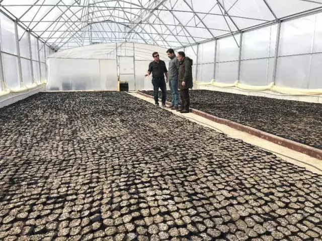 İpekyolu Belediyesi Kendi Serasında Çiçek Üretecek