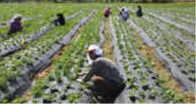 Tarımsal Verimliliğe Katkı Sağlayacak Yenilik Tarımsal Verimliliğe Katkı Sağlayacak Yenilik