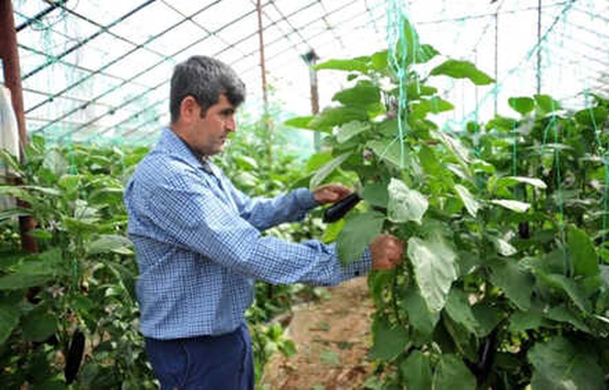 Yağışlar Batı Akdeniz Çiftçisini Sevindirdi