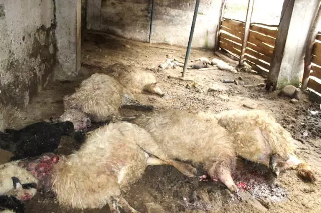 İkizdere'de Ahıra Giren Kurt 57 Koyunu Telef Etti