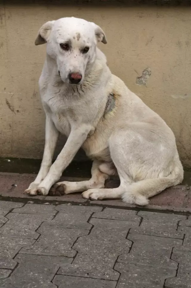Adana�da Köpek Bıçaklandı Haberler