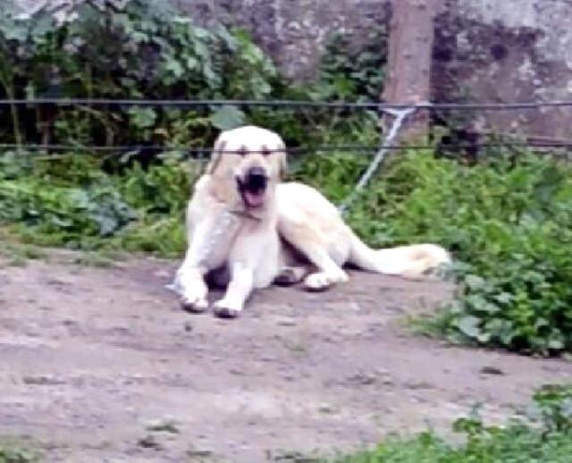 Mahalleli Köpeğe Tecavüz Eden Sapığı Dövdü