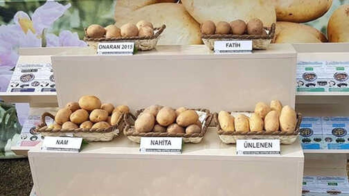 Yerli Patates Tohumu 'Nahita'nın Satışı Yapıldı