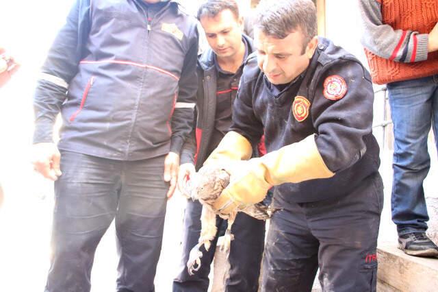 Minarede Mahsur Kalan Atmaca, İtfaiyenin İki Günlük Çalışmasıyla Kurtarıldı